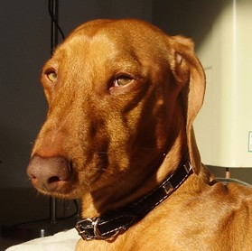 Vito es un Teckel mediano, pesa 10 kilos, tiene ojos verdes y pelaje marrón claro. Su nariz es marrón, asi como sus labios.